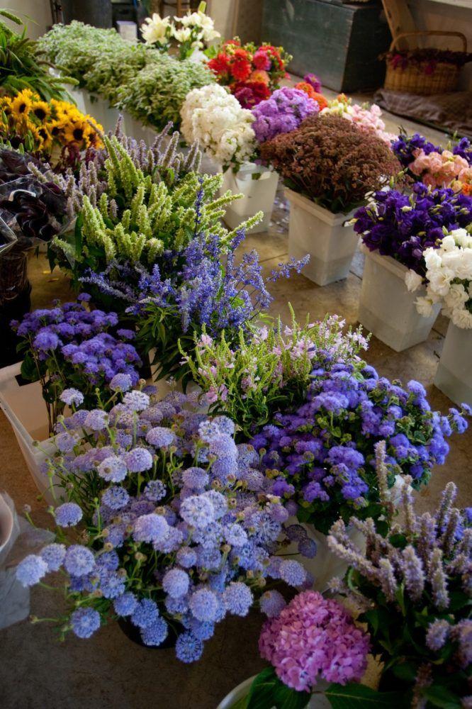 Whispering Meadows: A Pastel Floral Symphony
